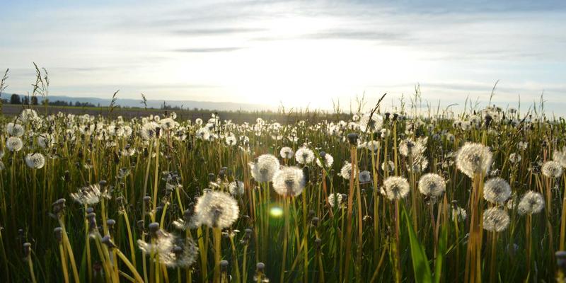 光伏电站清洗机器人技术：干洗、湿洗与智能路径规划如何提升发电量与节水效率